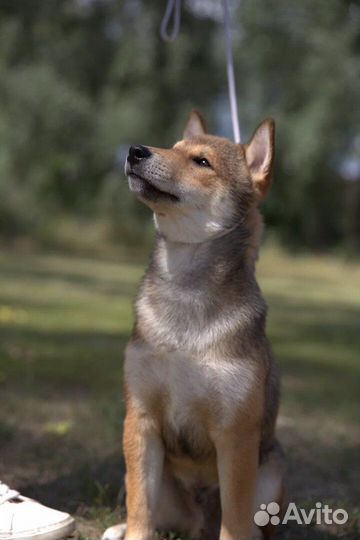 Сиба ину щенкиЖдут Вас