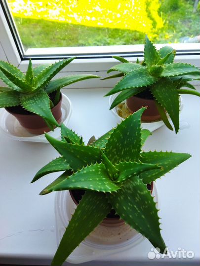 Комнатные цветы