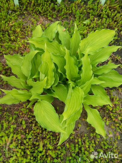 Хосты гейхеры спиреи