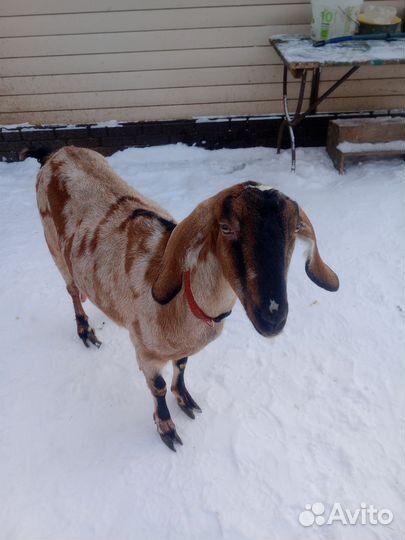 Козье молоко