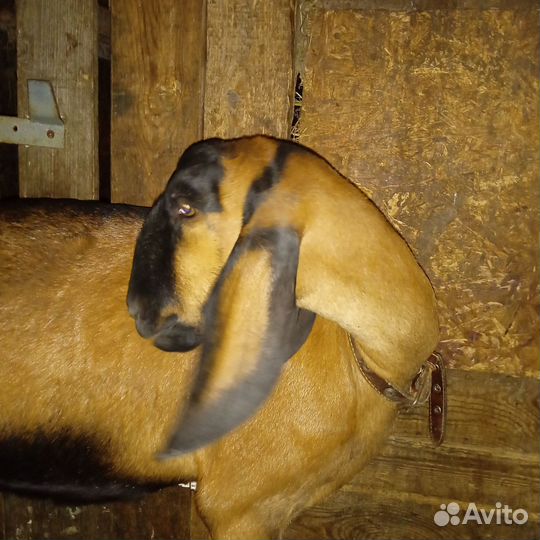 Нубийские козы