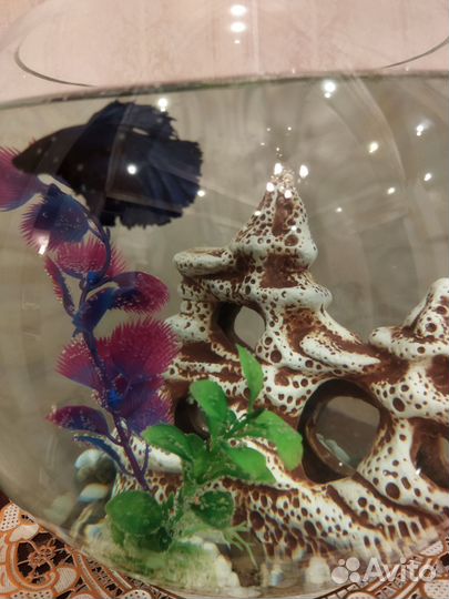 Рыбка петушок