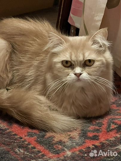 Персидская