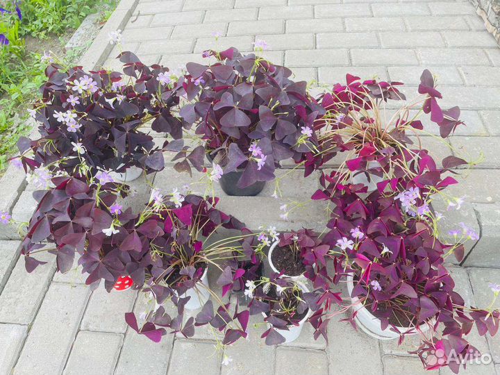 Оксалис (кислица) зелёный и фиолет