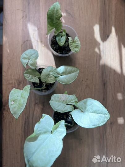 Сингониумы сортовые