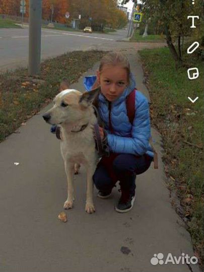 Выгульщик собак