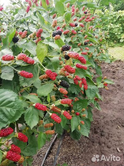 Продам саженцы ежевики
