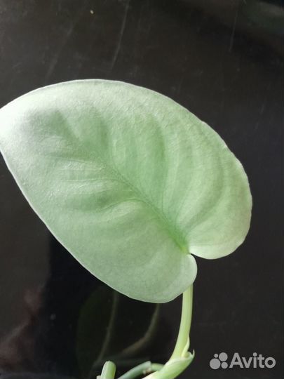 Эпипремнумы (сциндапсусы)