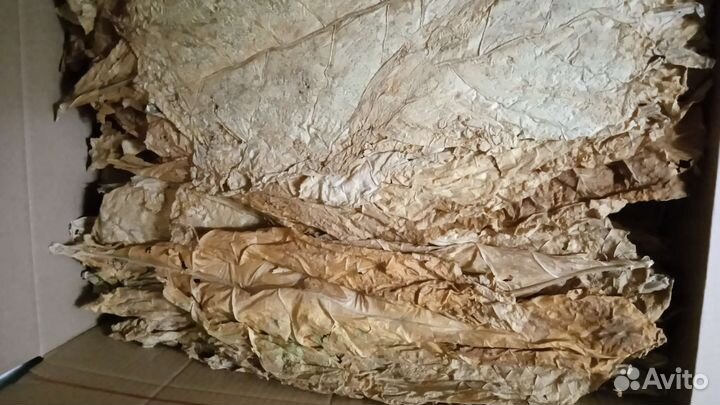 Рассада табака