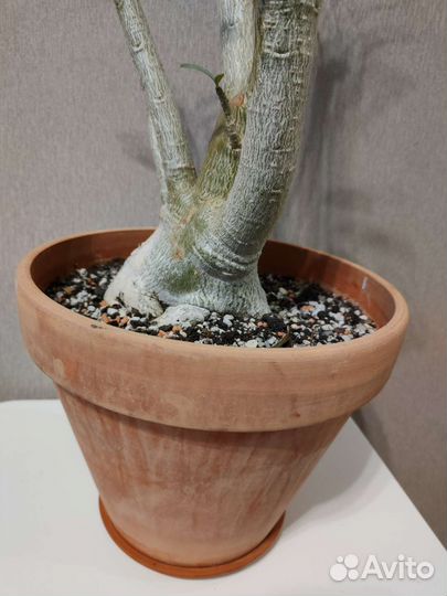 Адениум взрослый