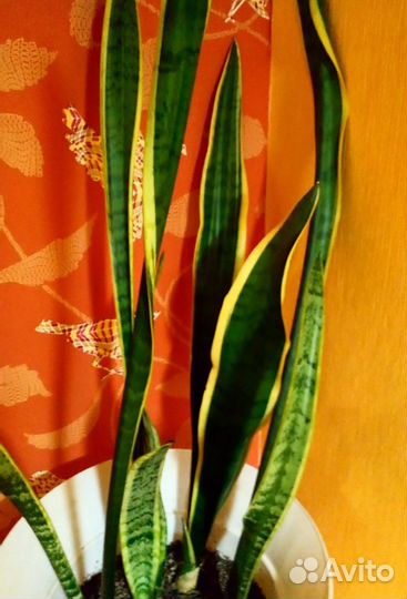 Сансевиерия(щучий хвост)