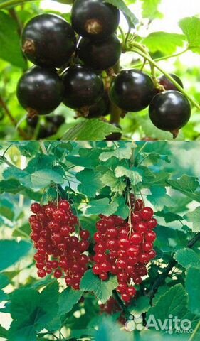 Смородина сортовая