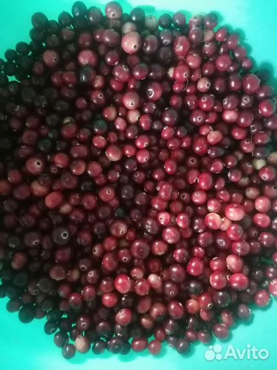 Клюква свежая в наличии