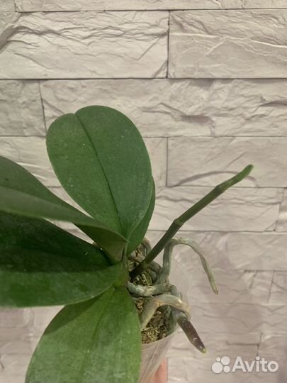 Орхидея бабочка Winter Delight peloric с цветонос