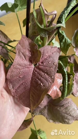 Комнатное растение Сингониум neon pink