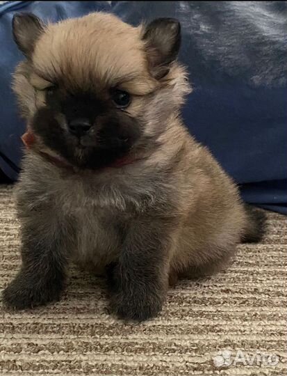 Щенки шпица