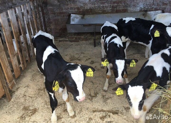 Бычки и телята