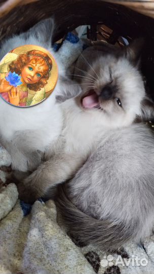 Шотландские котята 1 вислоухая, 2 прямоухих