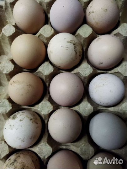 Домашние куриные яйца
