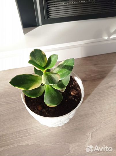 Денежное дерево толстянка крассула