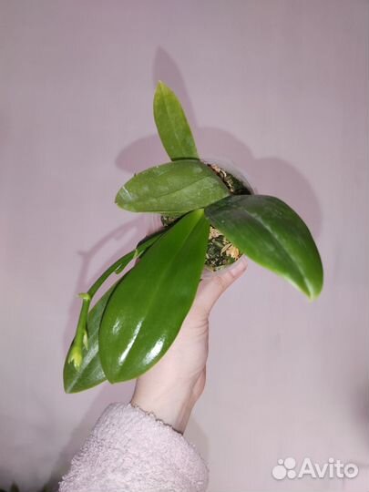 Phal. tetraspis 'Wisp' 2,5 с цветоносом