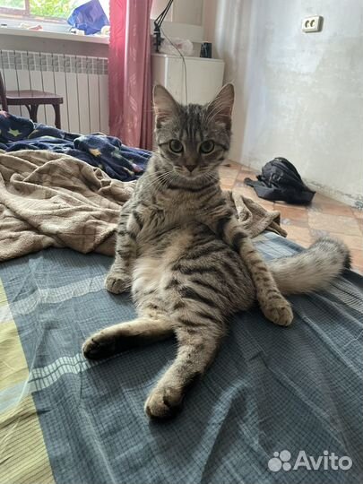 Отдам бесплатно кошку