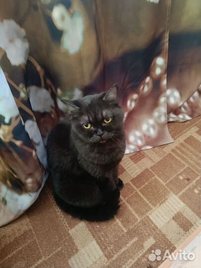 Кошки в добрые руки