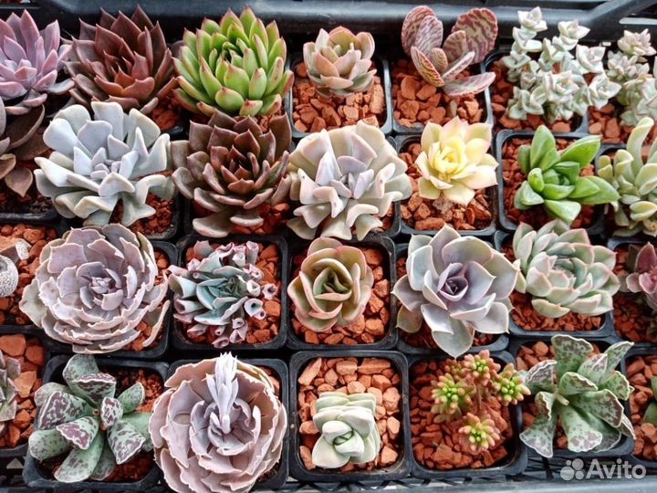 Литопсы живые камни, кактусы