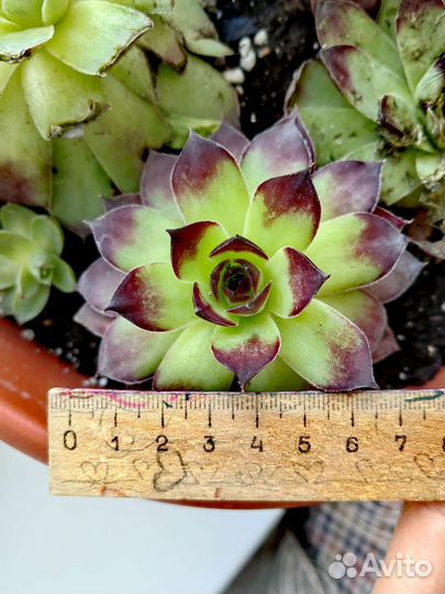 Суккуленты молодило