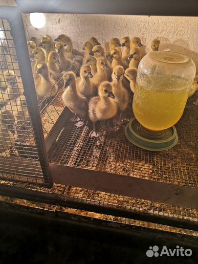 Гусята породы Линда и Крупно Серая