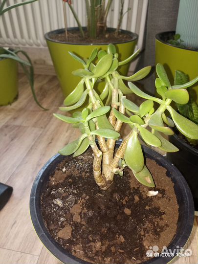 Денежное дерево толстянка