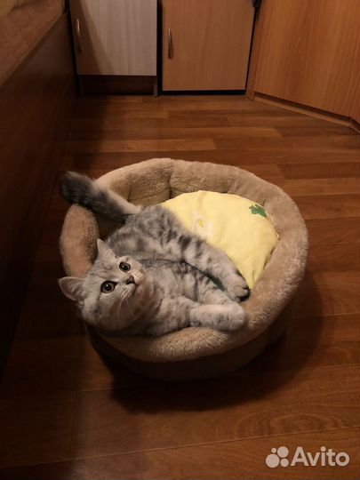 Кошка в добрые руки