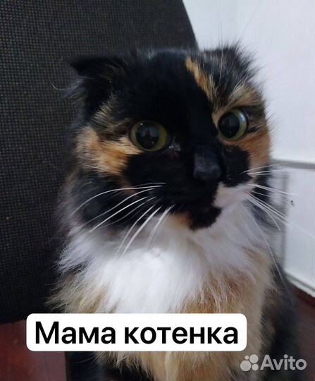 Котенок девочка