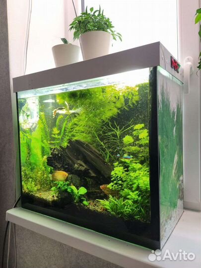 Аквариум