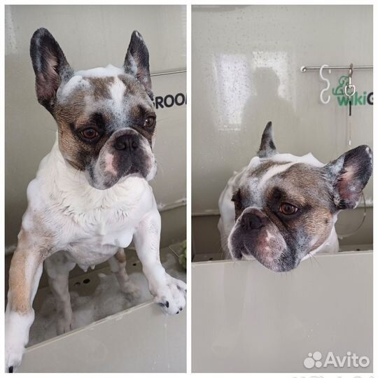 Услуги грумера