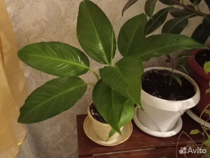 Продам отросток цветка спатифиллум