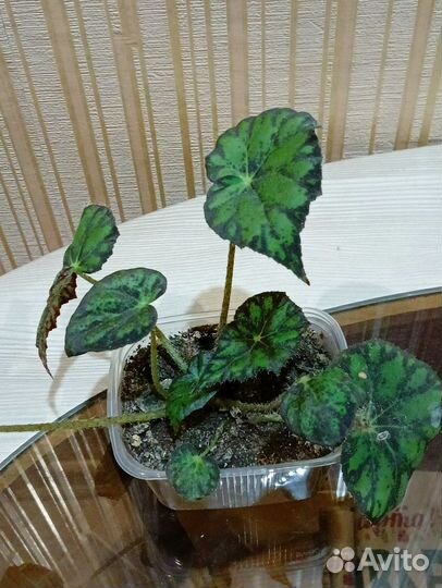 Бегония декоративнолиственная тигровая