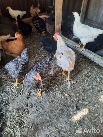 Молодые петушки