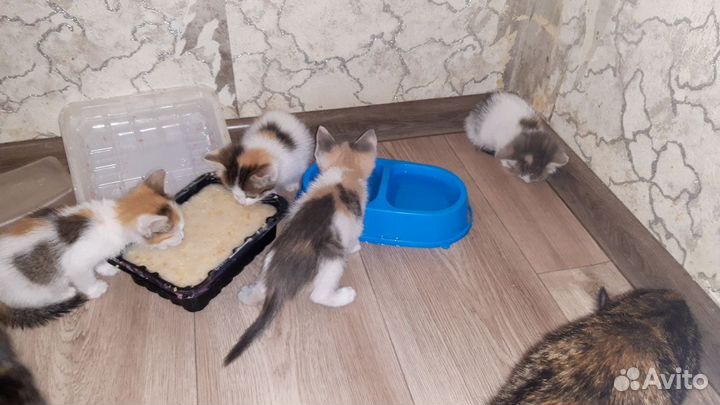 Котята в добрые руки, все девочки