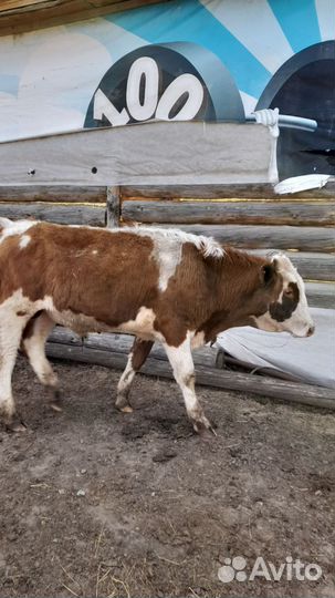 Продам двух бычков