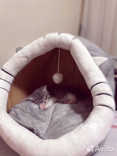 Домик лежанка для кошки и собаки