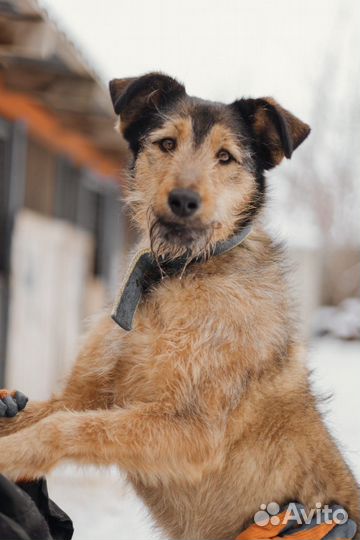 Собака Борода в добрые руки