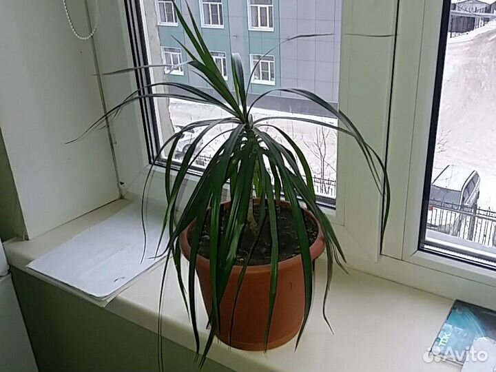 Драцена Маргината