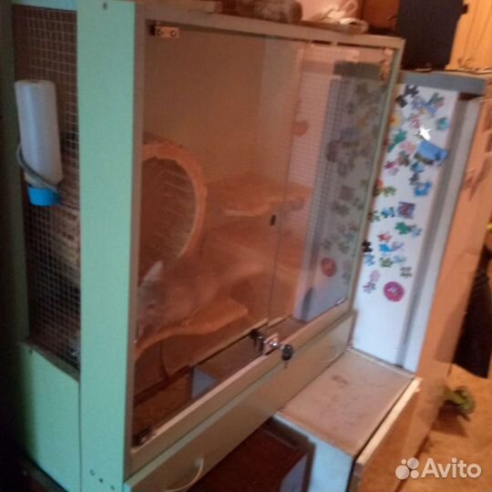 Серебристая шиншилла