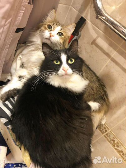 Кот в добрые руки бесплатно