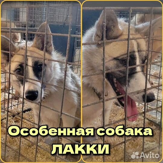 Собака Лакки