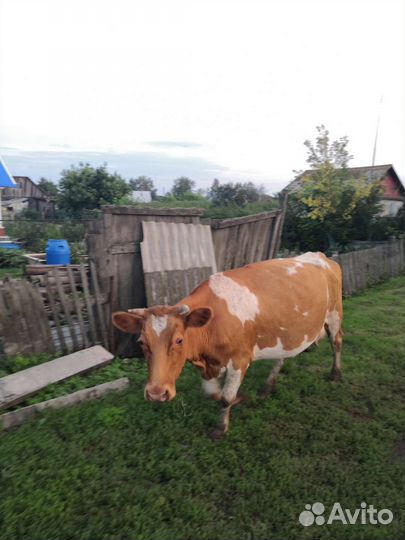 Корова дойная