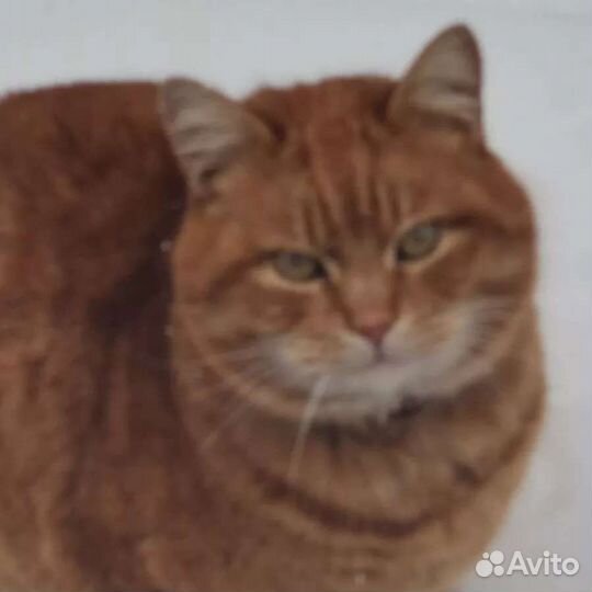 Рыжик в добрые руки