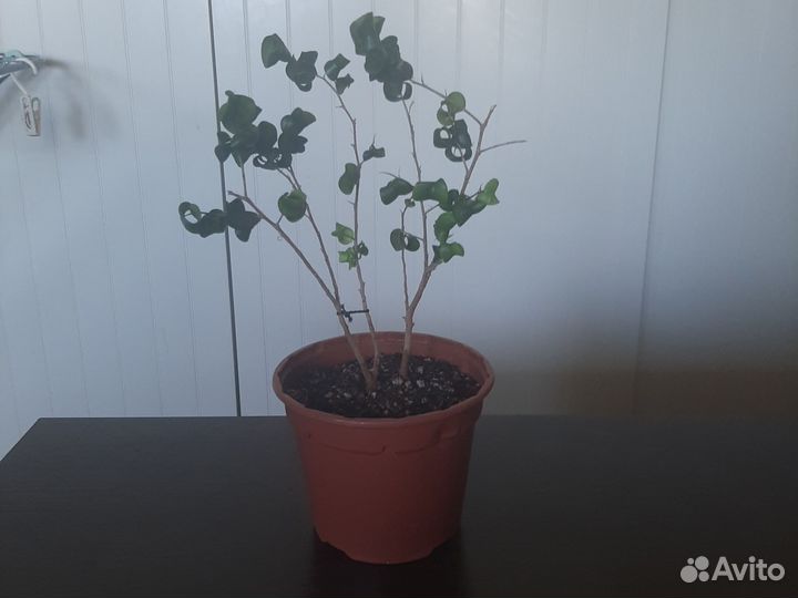 Фикус барокко