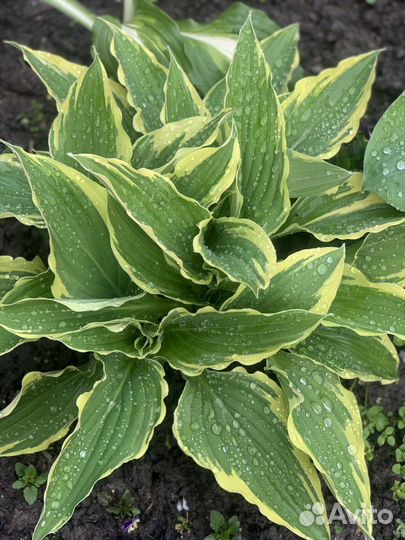 Хоста растение